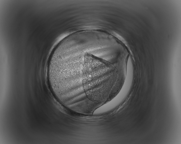 X0000083581179200703021807