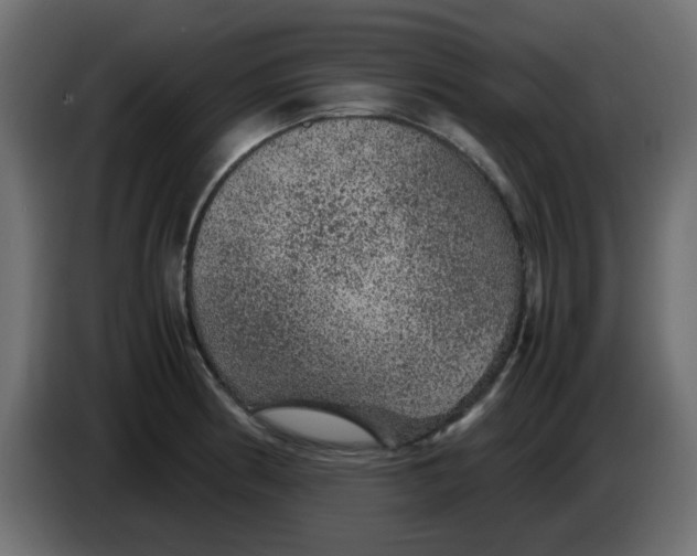 X0000083581186200703021807