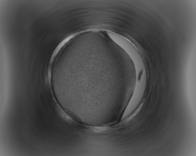 X0000083581196200703021807