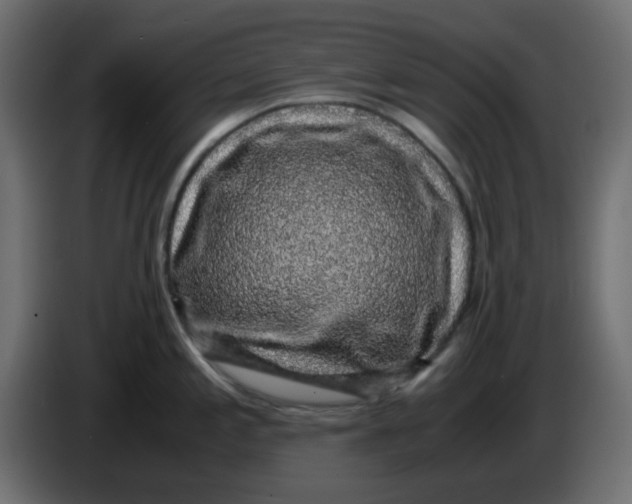 X0000083581197200703021807