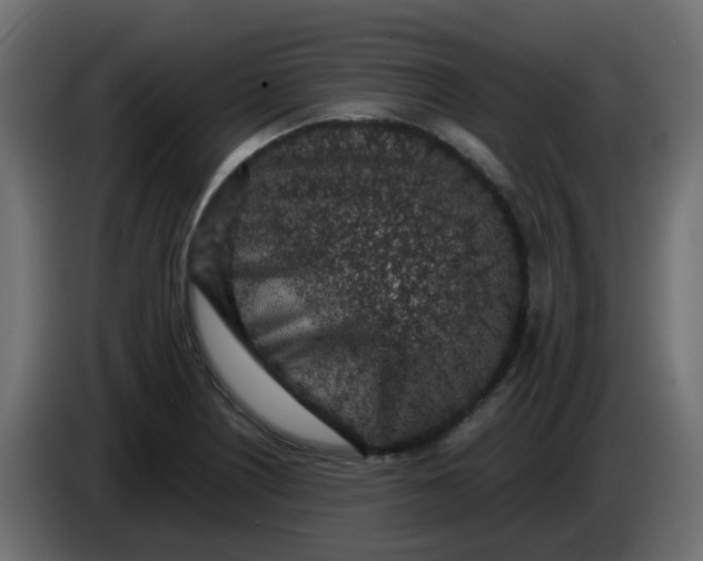 X0000083581226200703021806