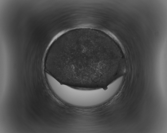 X0000083581230200703021806