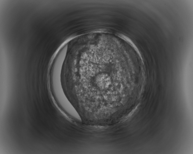 X0000083581235200703021806