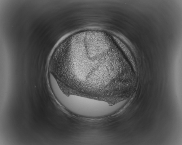 X0000083581240200703021807