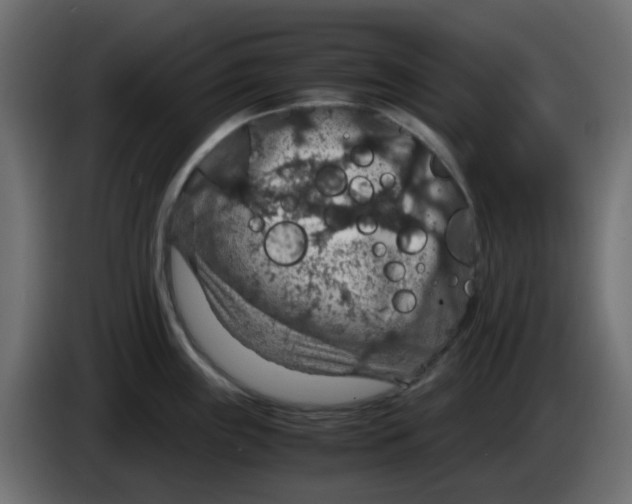 X0000083581243200703021807