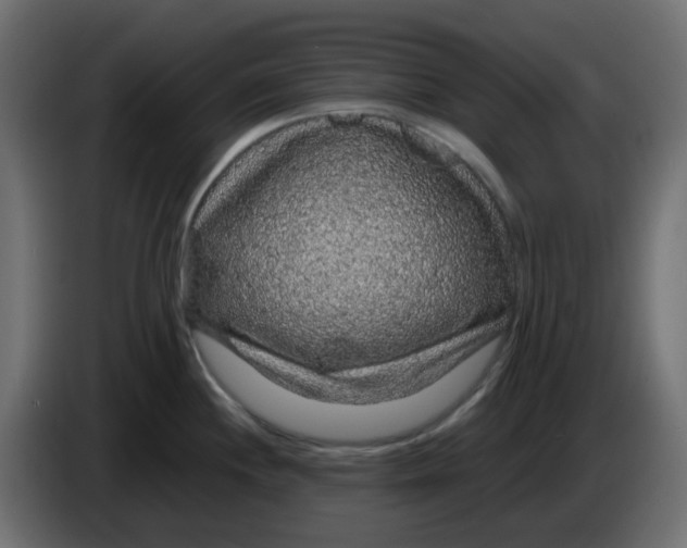 X0000083581244200703021807