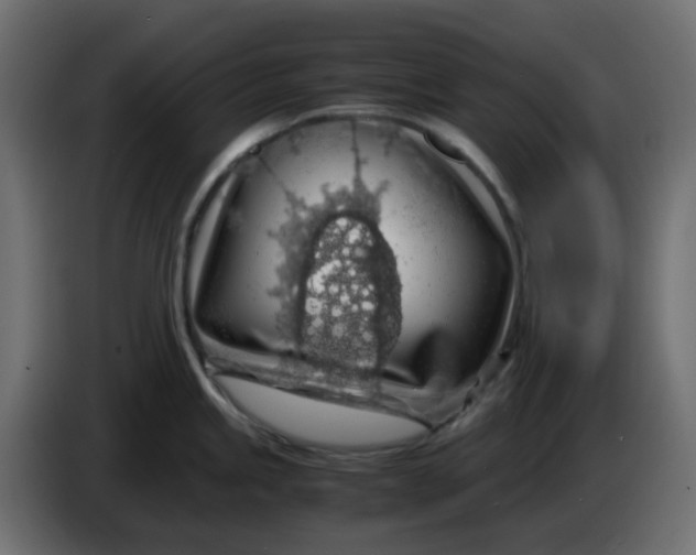 X0000083581245200703021807