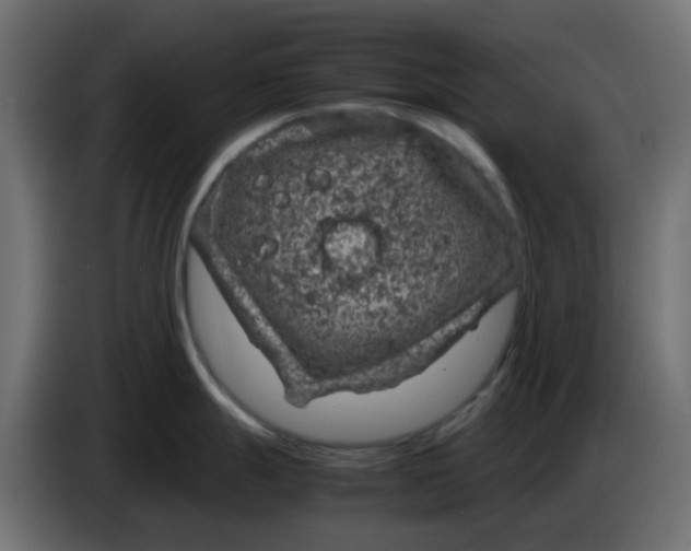 X0000083581247200703021807