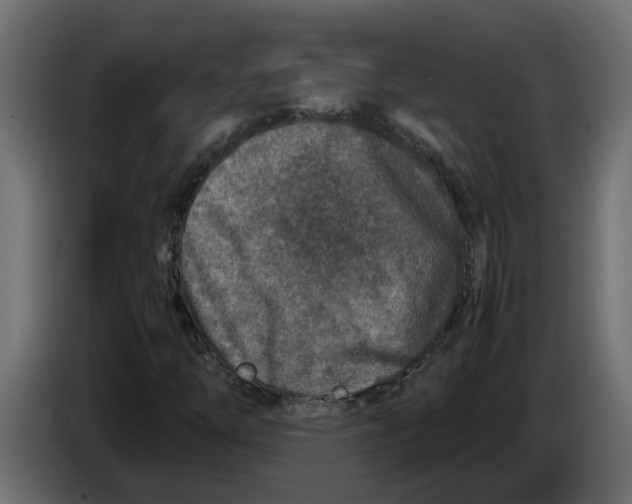 X0000083581254200703021806