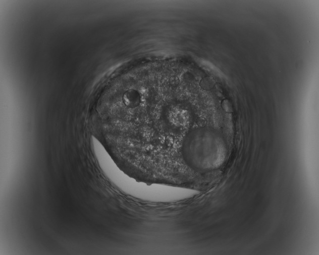 X0000083581302200703021804