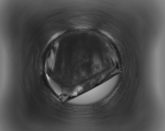 X0000083581306200703021804