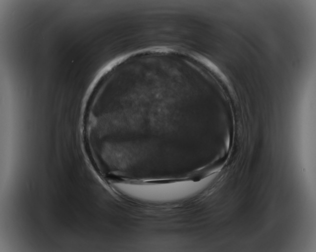 X0000083581327200703021805