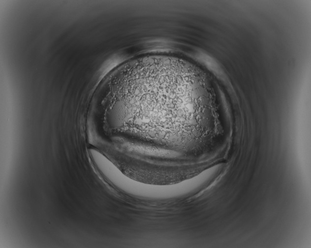 X0000083581329200703021805