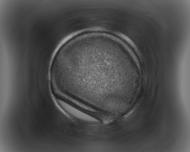 X0000083581335200703021805