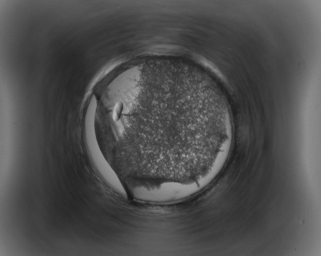 X0000083581362200703021804