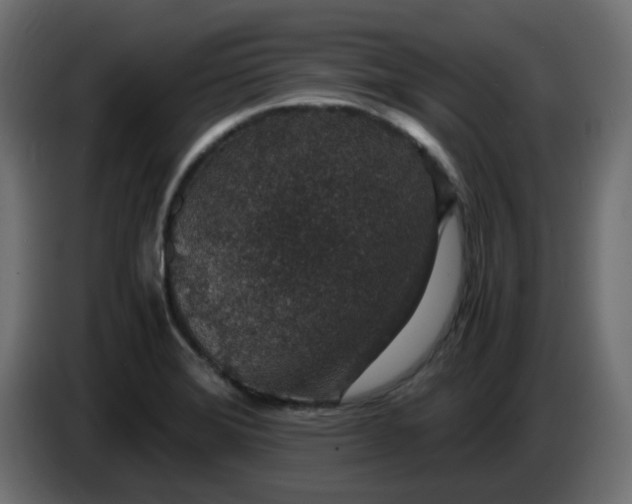 X0000083581372200703021803