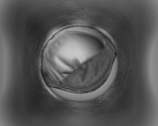 X0000083581383200703021803