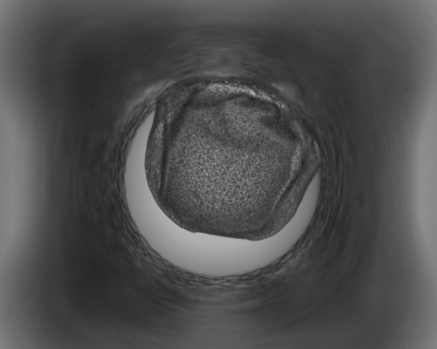 X0000083581398200703021802