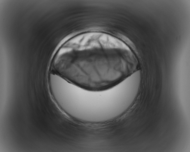 X0000083581428200703021803