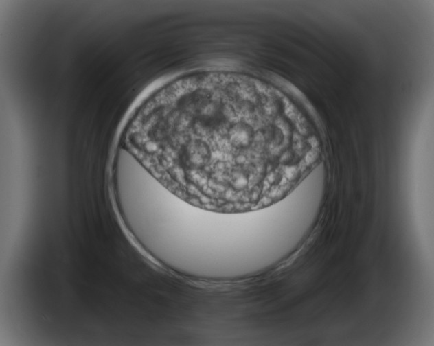 X0000083581432200703021803