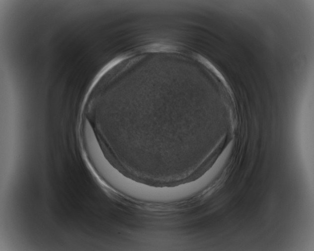 X0000083581434200703021803