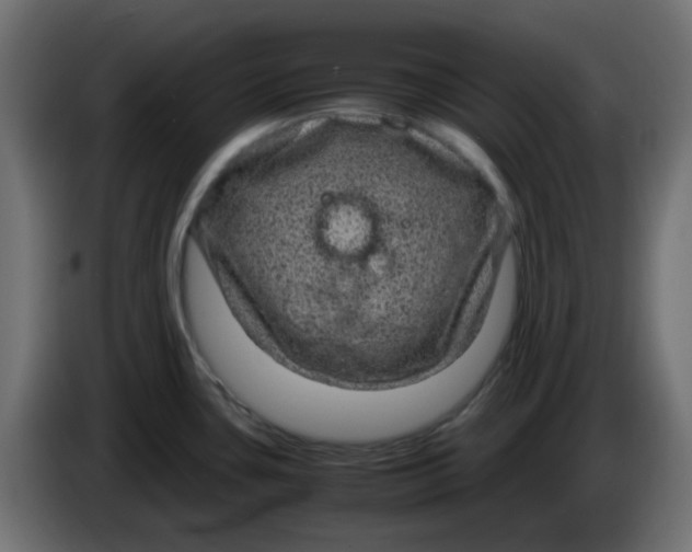 X0000083581435200703021803