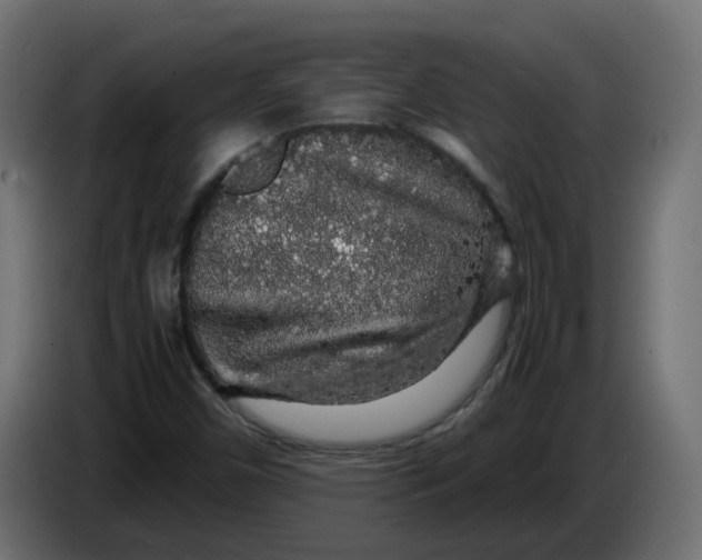 X0000083581450200703021802