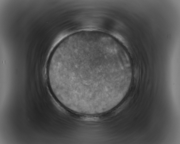 X0000083581466200703021801