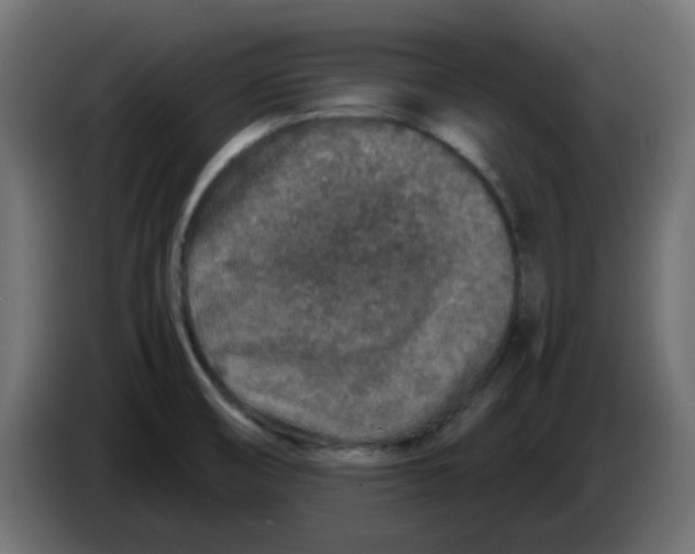 X0000083581474200703021801