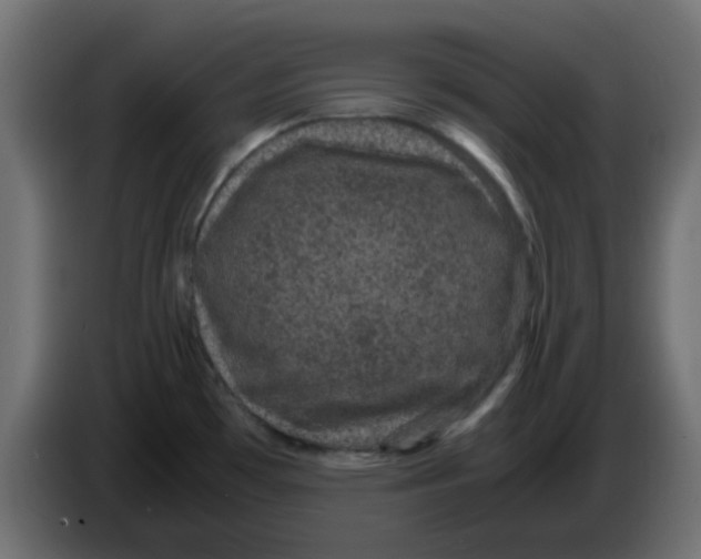 X0000083581481200703021801