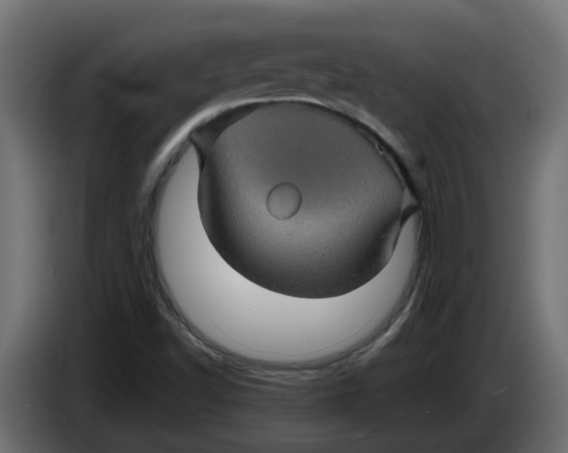 X0000083581502200703021800