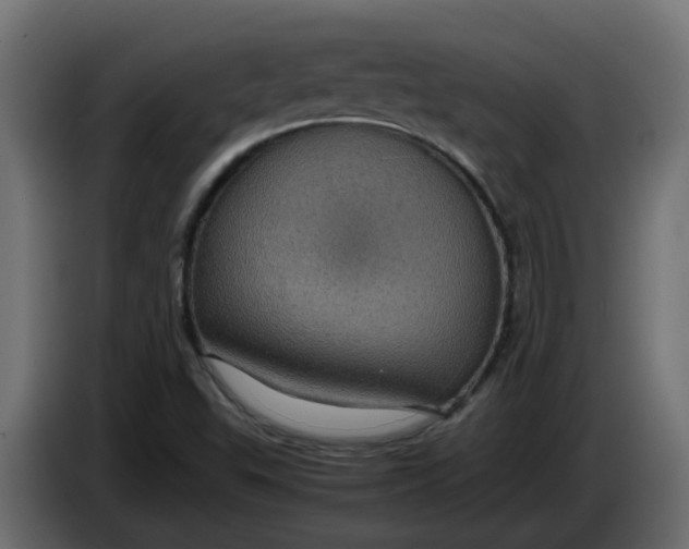 X0000083581503200703021800