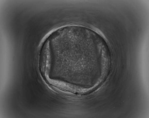 X0000083581504200703021800