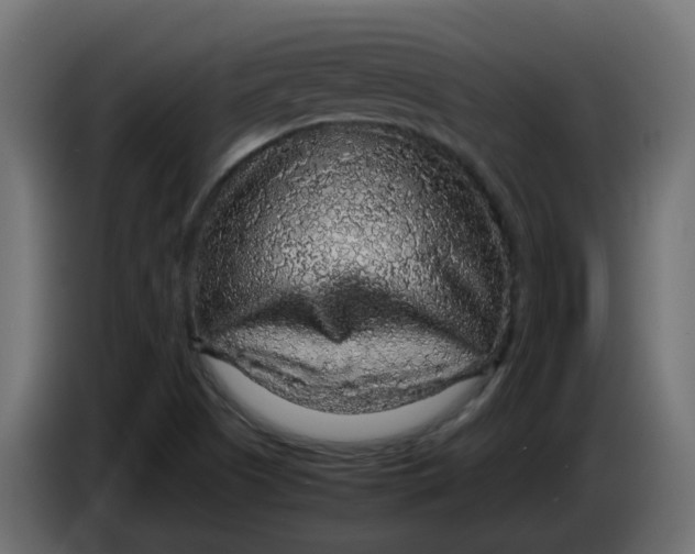 X0000083581505200703021800