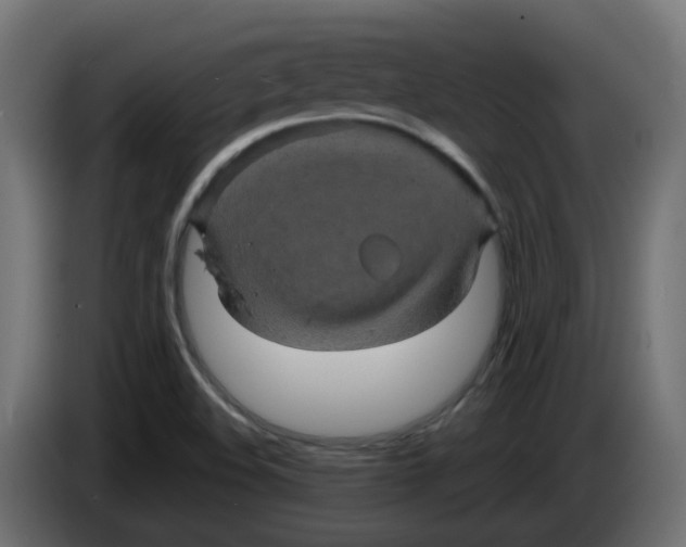 X0000083581508200703021800