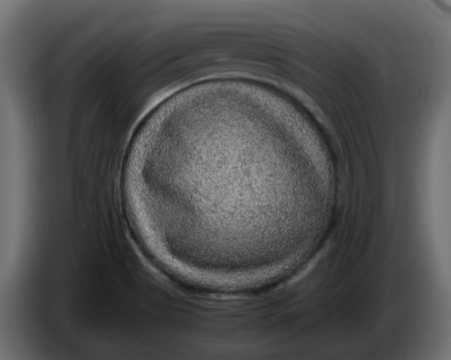 X0000083581513200703021800