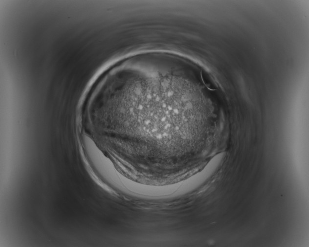 X0000083581519200703021800