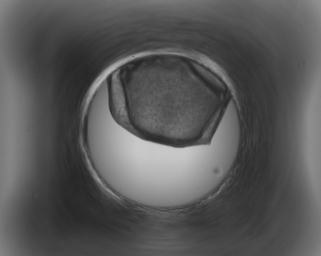 X0000083581520200703021800