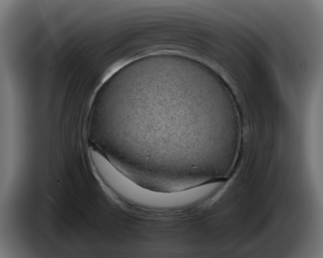 X0000083581521200703021800