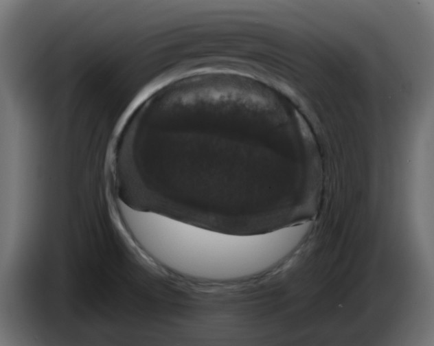 X0000083581522200703021800