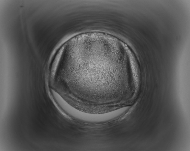 X0000083581525200703021800