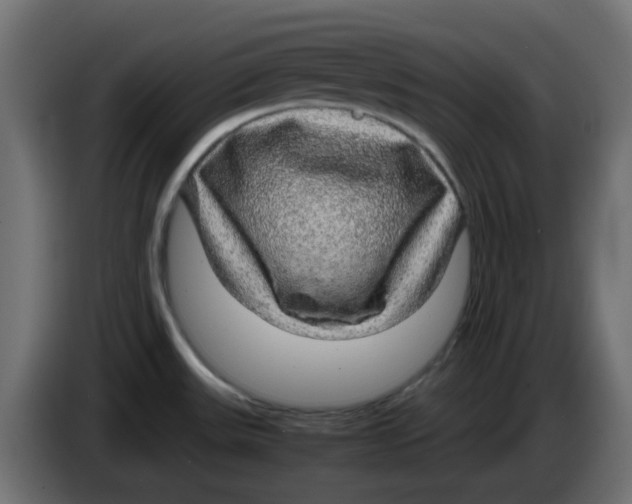 X0000083581531200703021801