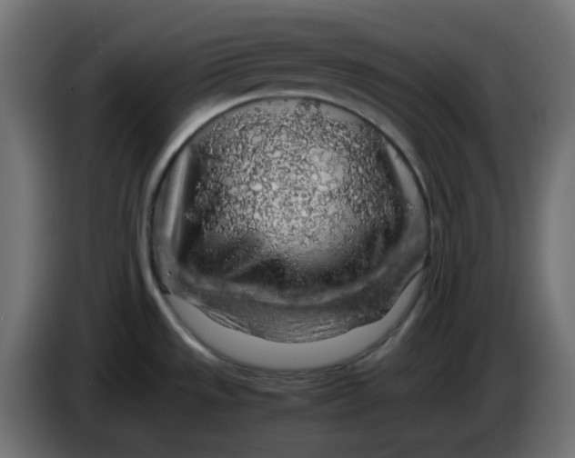 X0000083581533200703021801