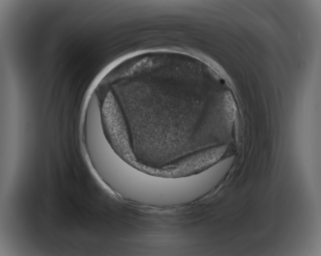 X0000083581536200703021801