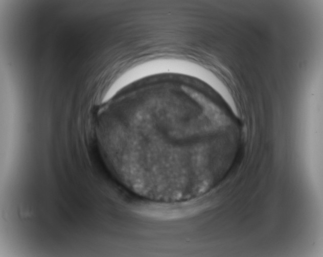 X0000083580029200703091708