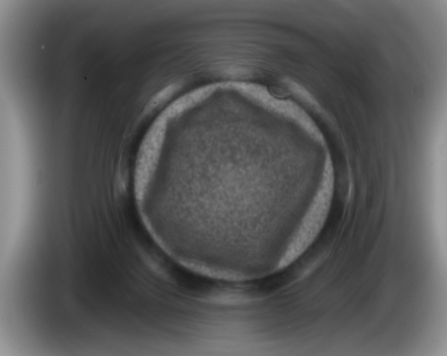 X0000083580072200703091707