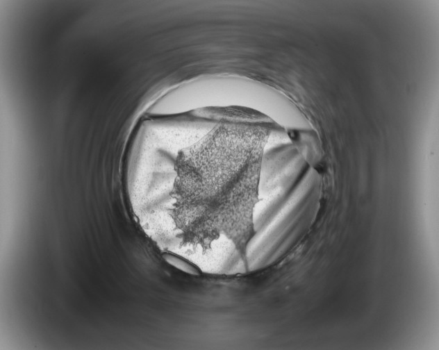 X0000083580099200703091707