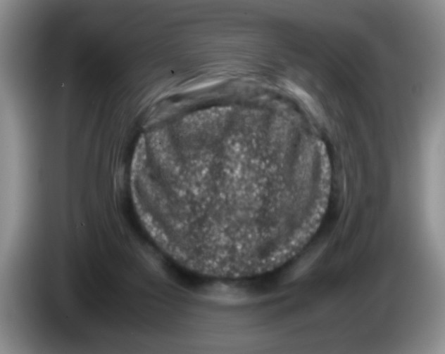 X0000083580117200703091706