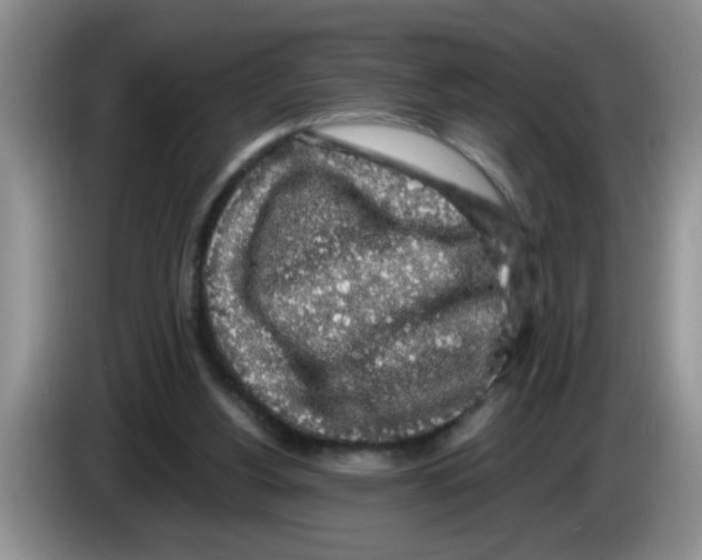 X0000083580156200703091705