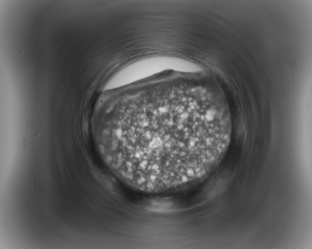 X0000083580214200703091705